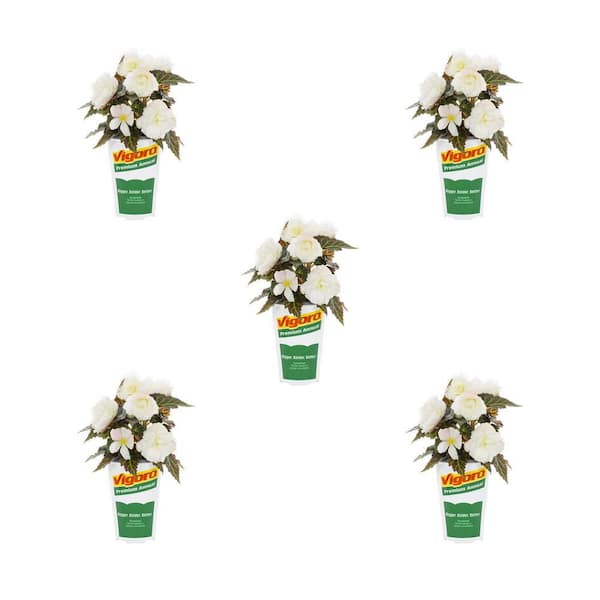 Vigoro 1.5-Pint Begonia I'CONIA Bacio White Annual Plant (5-Pack)