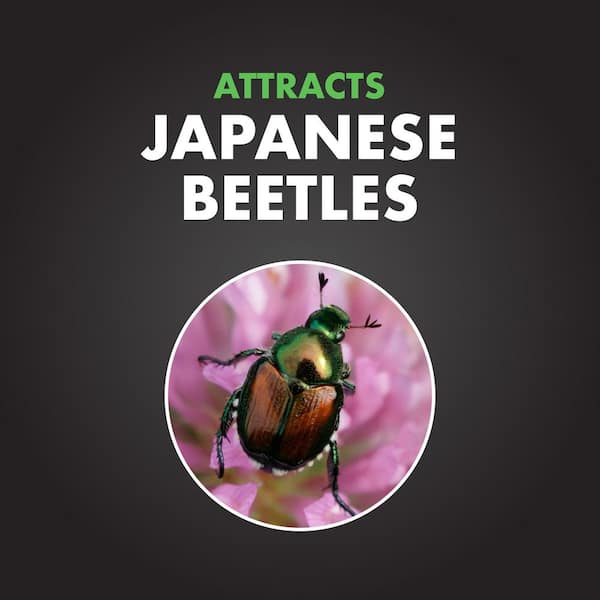 Spectracide Bag-A-Bug Japanese Beetle Trap HG-56901-1 - The Home Depot