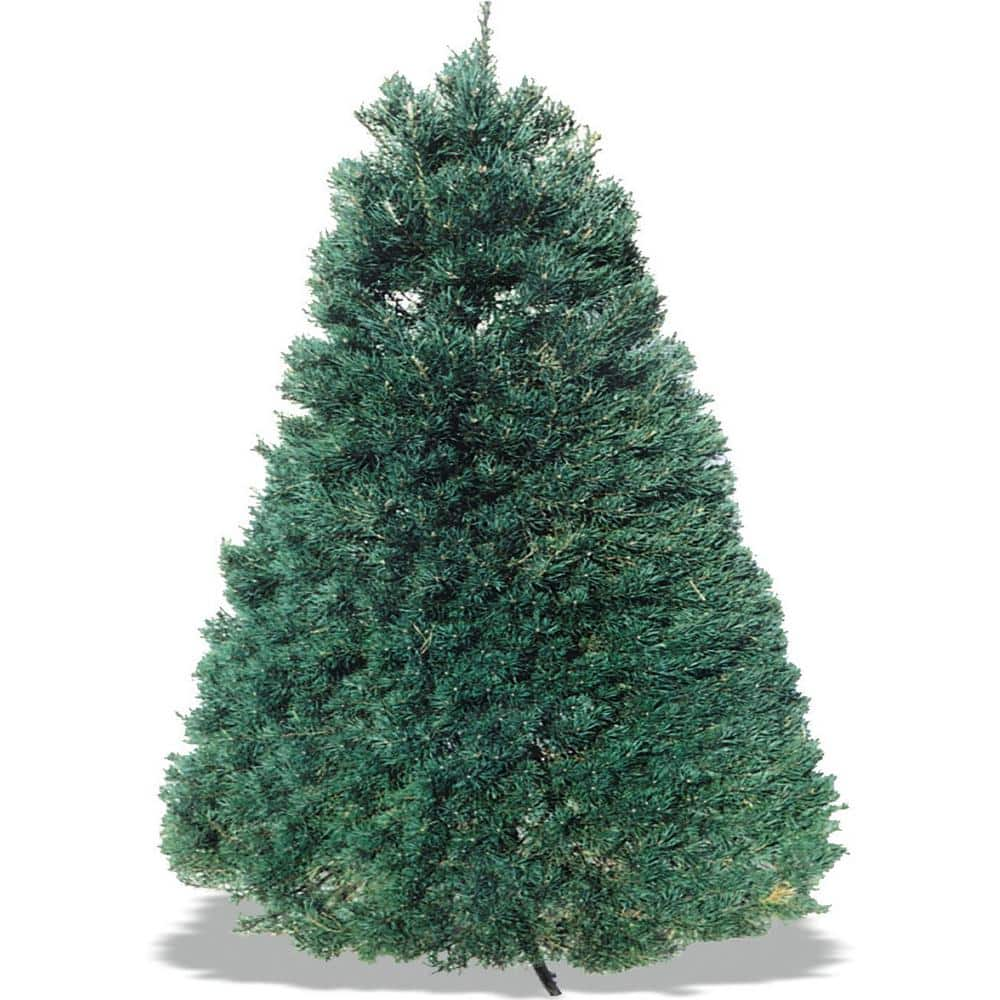 58 ft. Freshly Cut Live Scotch Pine Christmas Tree SPF58 The Home Depot