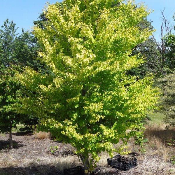 1 gal. Claim Jumper Deciduous Katsura Tree KATCLA01GH - The Home Depot