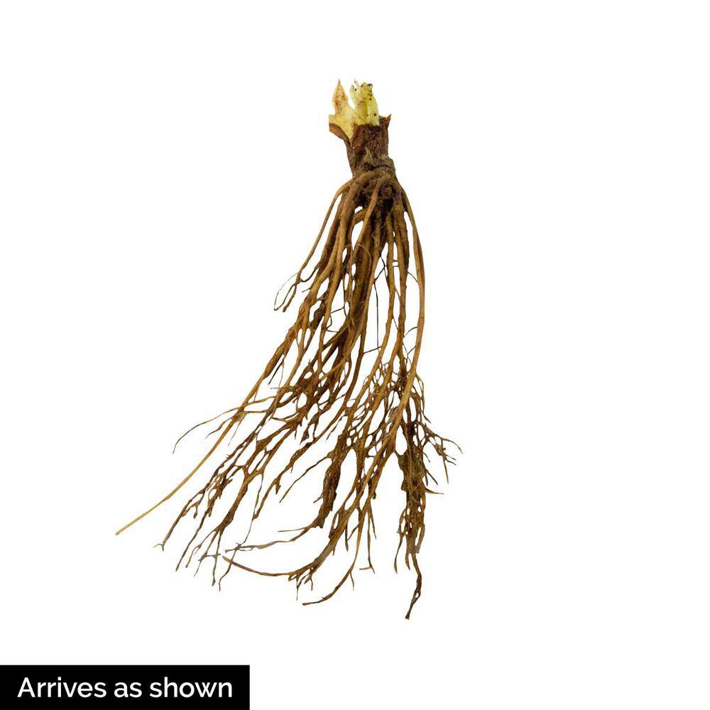 Jewel Strawberry Bare Root Starter Plants Pack