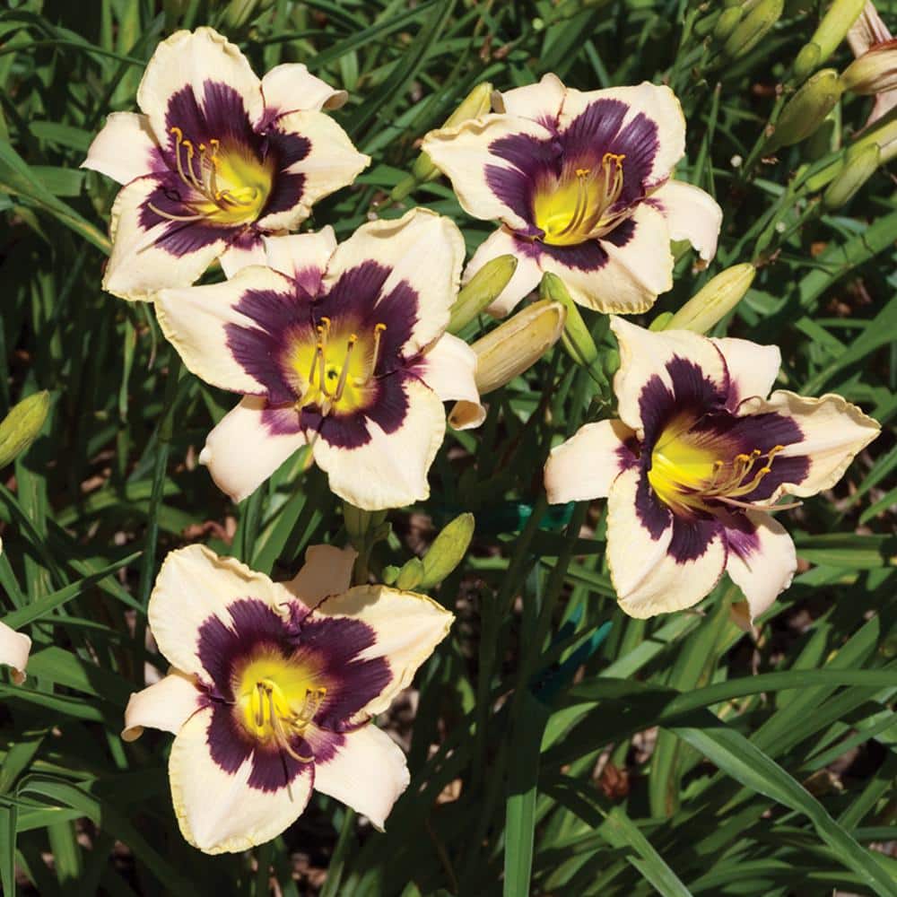 Vigoro 2 QT Hemerocallis Daylily 'Blackthorne' Yellow Perennial