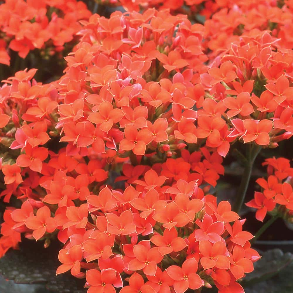 Have a question about 10 in. Orange Flowering Kalanchoe Blossfeldiana ...