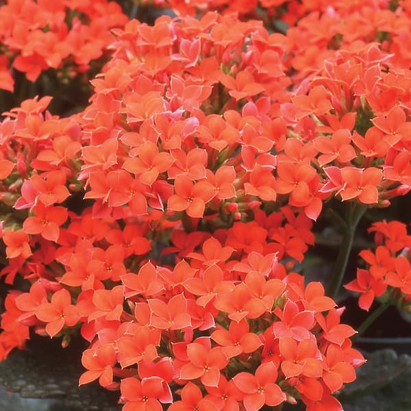 Unbranded 10 in. Orange Flowering Kalanchoe Blossfeldiana Plant