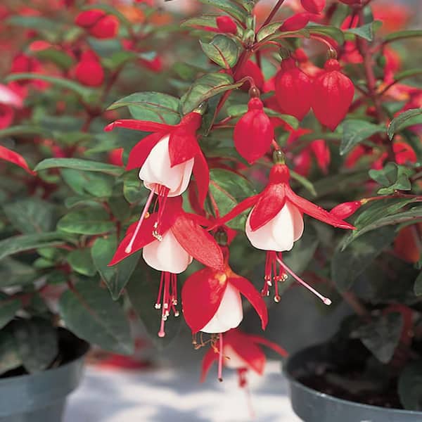 Vigoro 2.6 Qt. Fuchsia Plant