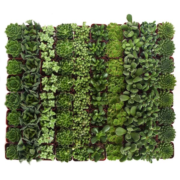 2 in. Green Succulent (Collection of 40)