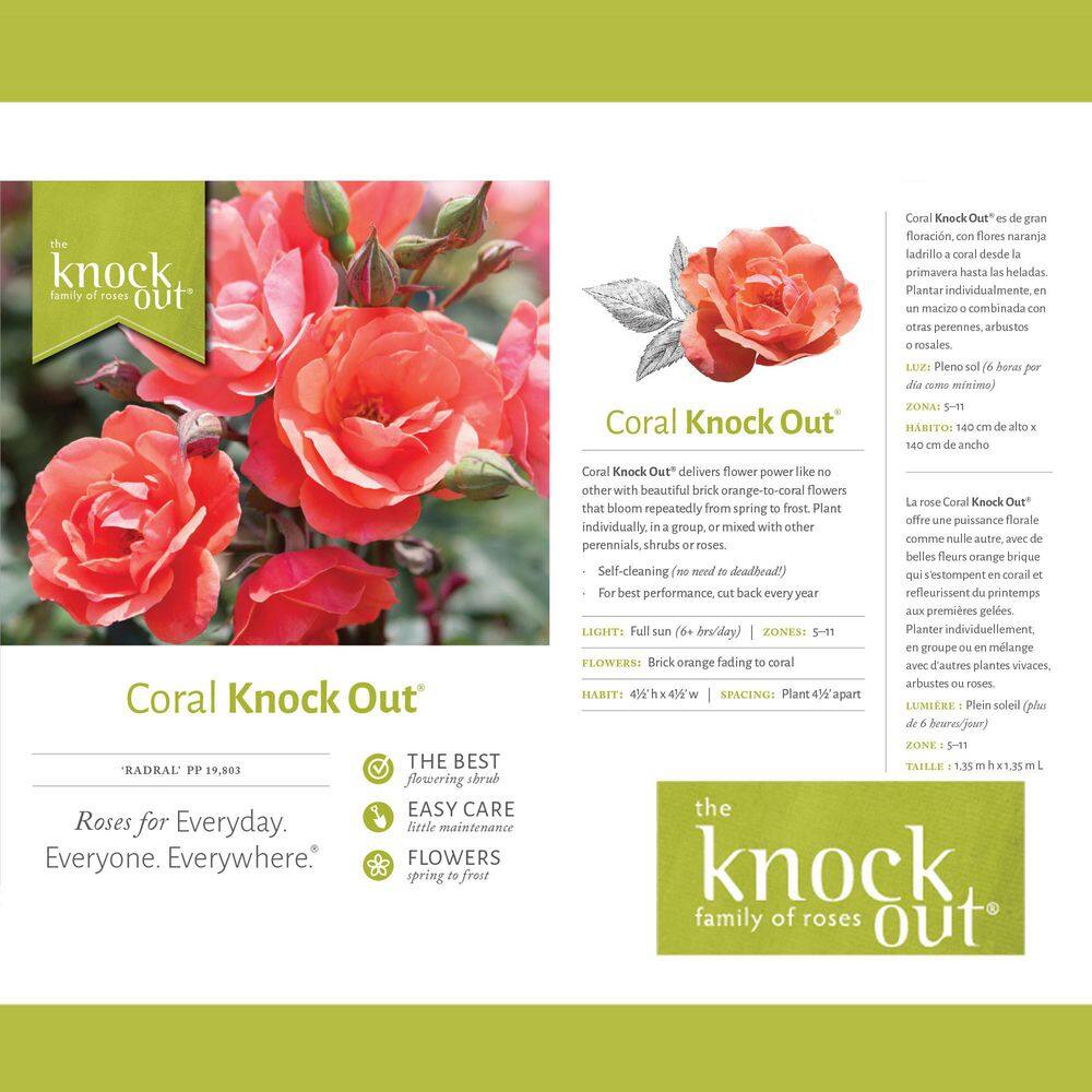 Coral Knock Out Rose Shrub in 1-Gallon Container