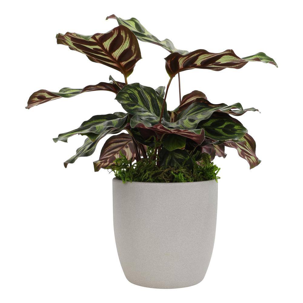 Calathea Peacock Plant in Gray Ceramic Planter, 24 Inches Tall