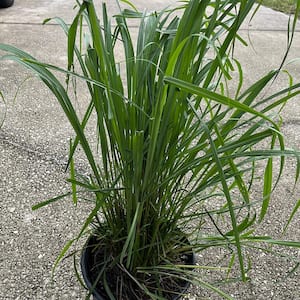 3 Gal. Lemon Grass Plant