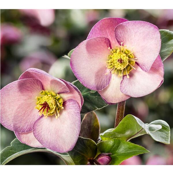 Vigoro 1 Gal. Ice N' Roses Rose Lenten Rose, Rose Early Spring