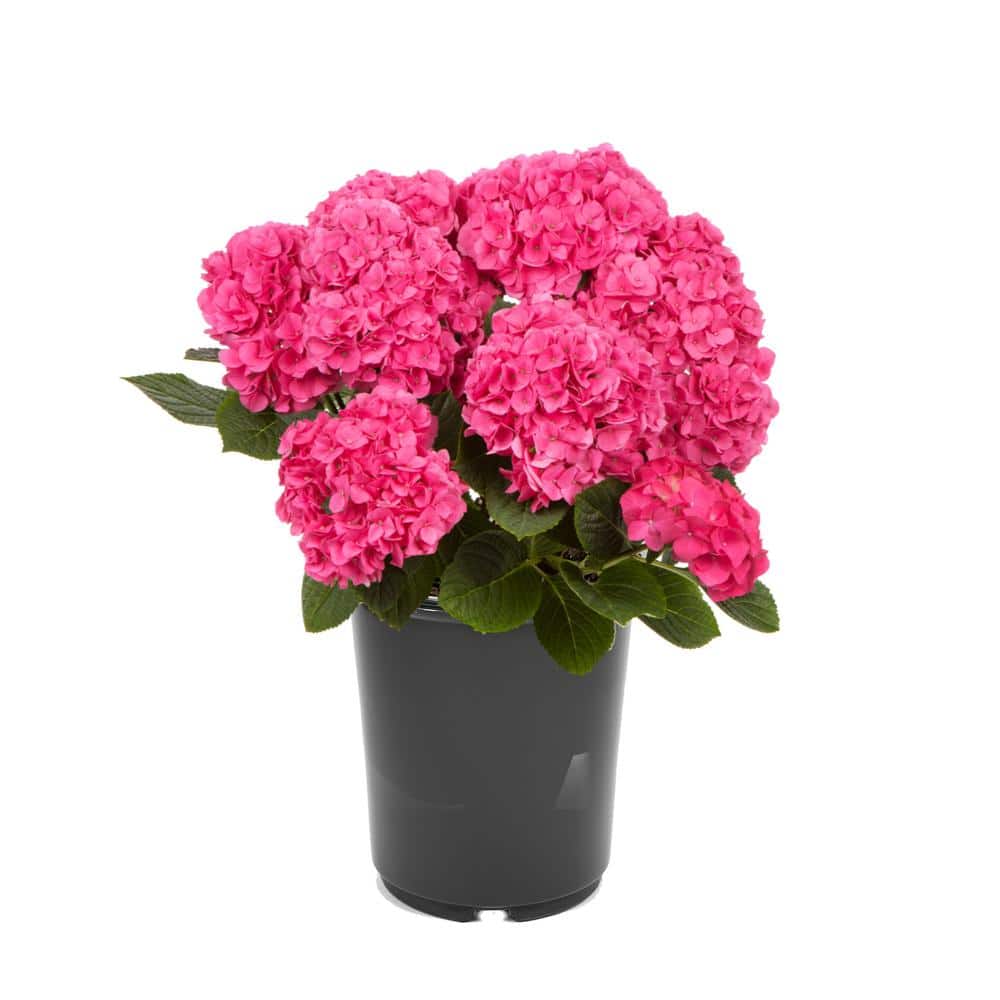 2.5 qt. Hydrangea macrophylla Hi Horizon Pink Perennial Plant with Pink Flo