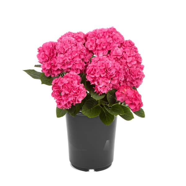 Unbranded 2.5 qt. Hydrangea macrophylla Hi Horizon Pink Perennial Plant with Pink Flowers - 1-Pack