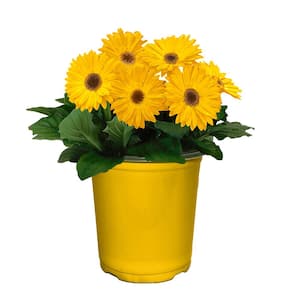 1 Gal. Gerbera Daisy Annual with Vibrant Yellow Blooms and Rich Green Foliage