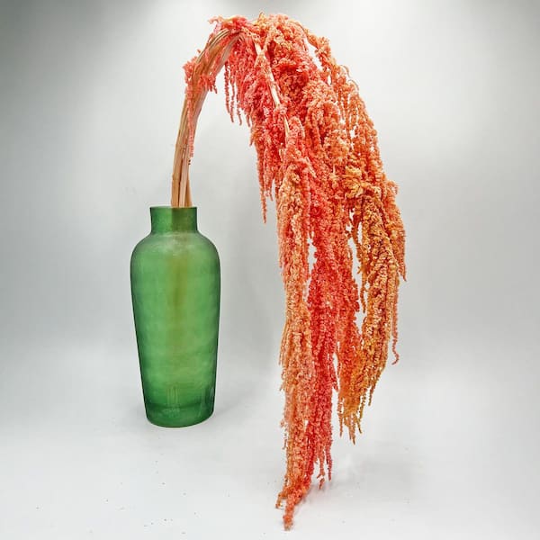 castellousa 21 in. Pink Indoor Non Artificial Dried Preserved Amaranth Set of 3 (15 stems)