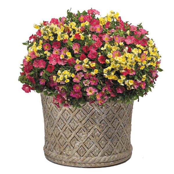 Lattice 24 in. Natural LavaStone Planter
