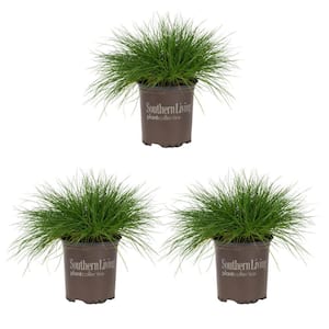 2 QT. Festuca Grass Beyond Blue Green Perennial Plant (3-Pack)