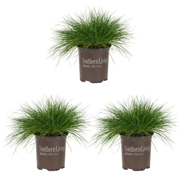Vigoro 2 QT. Festuca Grass Beyond Blue Green Perennial Plant (3-Pack)