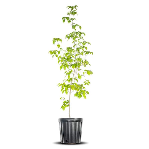Perfect Plants 4-5 ft. Tall Kousa White Dogwood Tree in Grower's Pot, Plentiful White Blooms