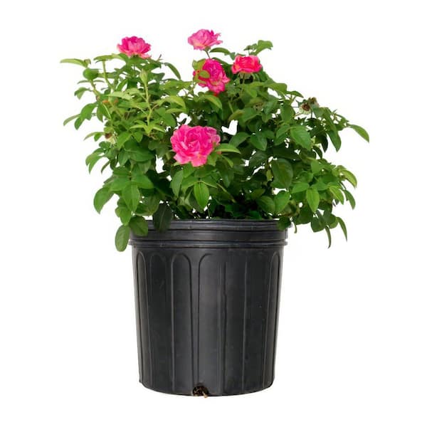 2 Gal. Pink Double Knock Out Rose With Pink FLowers