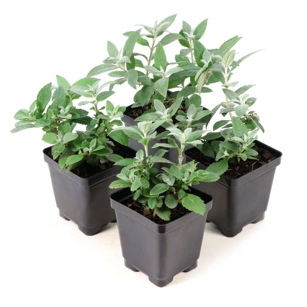 3.25 in. Butterfly Bush Buzz Magenta Plant (4-Pack) price history on PriceWatchPro