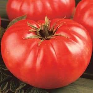 2 in. Pot Tomato Mortgage Lifter Vegetable Plant