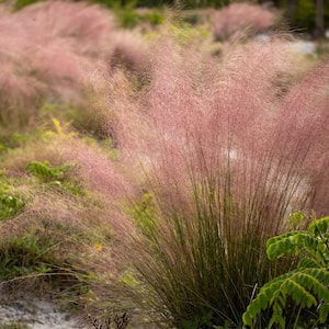 2.5 Gal. Pink Muhly Grass, Live Plant with Pink Plumes