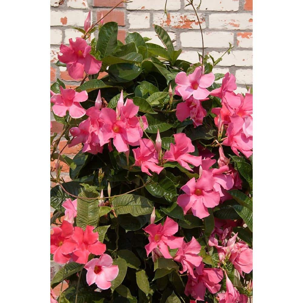 BELL NURSERY Pink Mandevilla Live Outdoor Tropical Vining Plant in 6 in. Grower Pot MANDA6PNK1PK