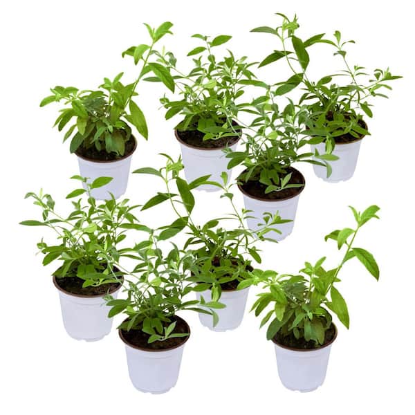 4 in. Triple Treat Butterfly Bush Shrub with Multicolor Flowers (8-Pack)