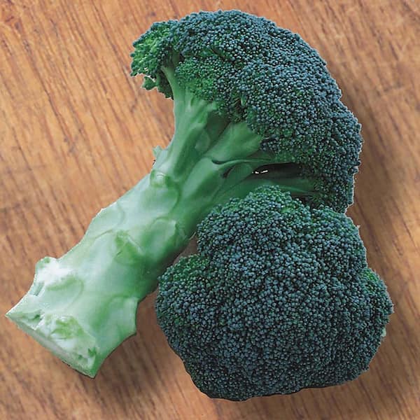 Green Magic Broccoli (6-Pack)