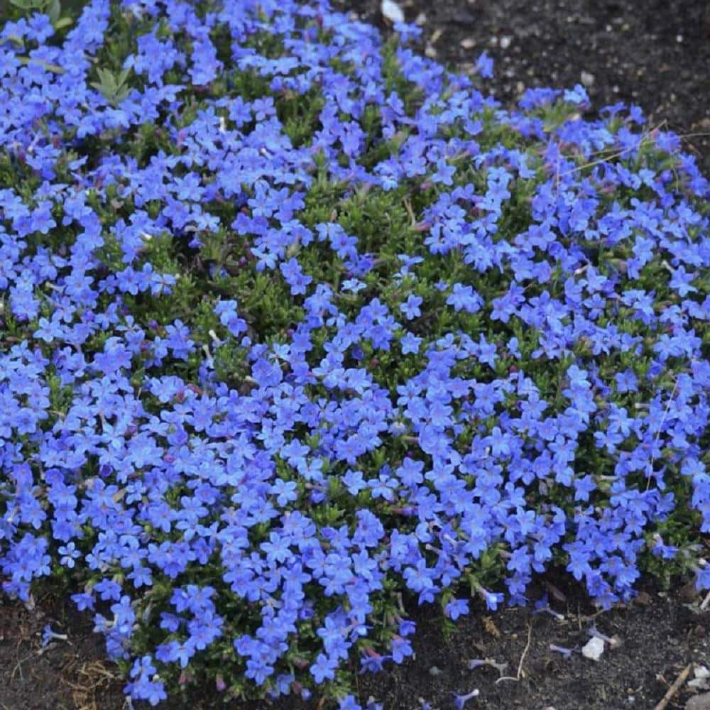 Pure Beauty Farms 2.5 Qt. Lithodora in 6.3 in. Grower's Pot. BOPIS3678 ...