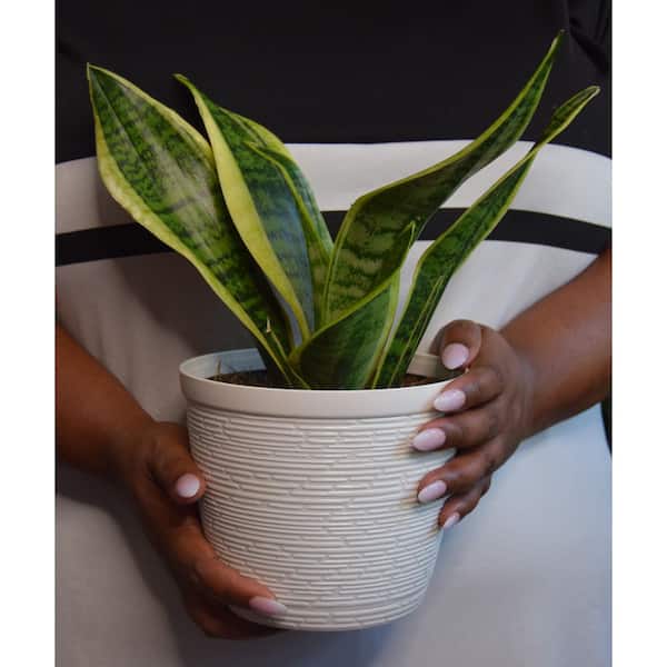 where can i buy yucca Big Bend Yucca Rostrata Plants, Large Size 3' Foot Tree main image 0