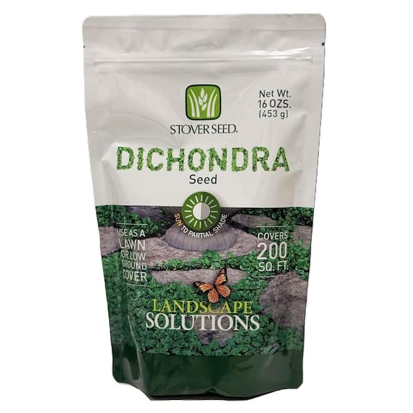 Dichondra