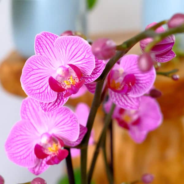 Deluxe Purple Live Orchid Plant (Phalaenopsis) in 3.5" Blue & White Orchid Pot, Approx 16" Tall, Pet Friendly Houseplant