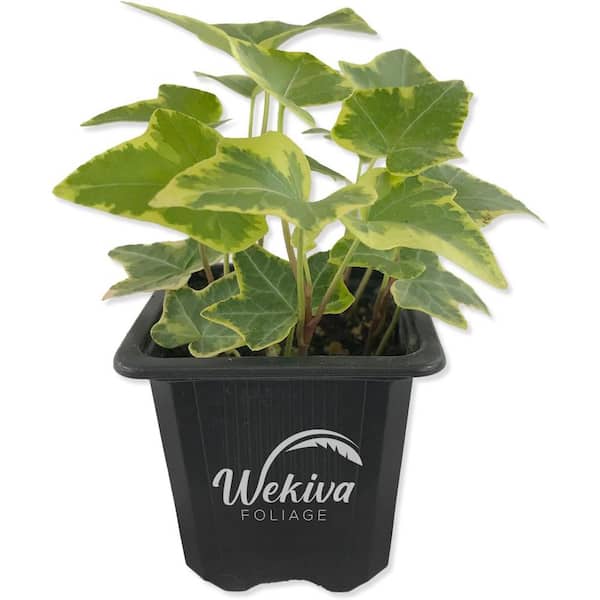 Wekiva Foliage Golden English Ivy-Live Plant in a 3 Inch Pot-Hedera Helix-Beautiful Easy Care Air Purifying Houseplant Vine