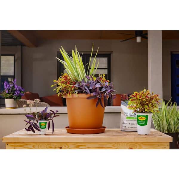 1.38 Pt. Purple Heart Queen Setcreasea Plant in 4.5 In. Grower's Pot (4-Plants)