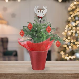 2 ft. Live Decorative Pine 6 in. Plant in Pot