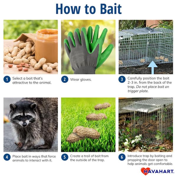 The Best Bait for Squirrel Traps