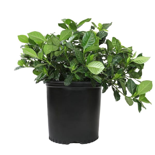 Gardenia Std. 2024 10” pot Cape Jasmine