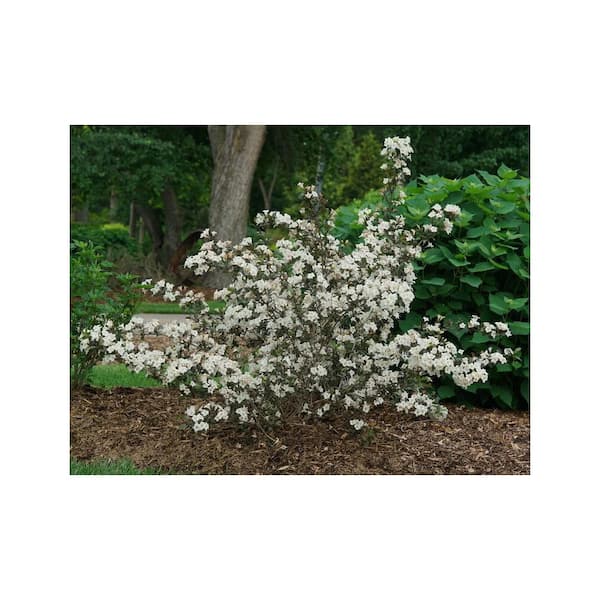 PROVEN WINNERS 2.0 Gallon Wine and Spirits Weigela (Weigela