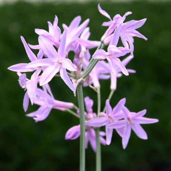 Unbranded 2.5 Qt. Society Garlic - Live Perennial Plant, Soft Lavender/Lilac-Colored Flowers