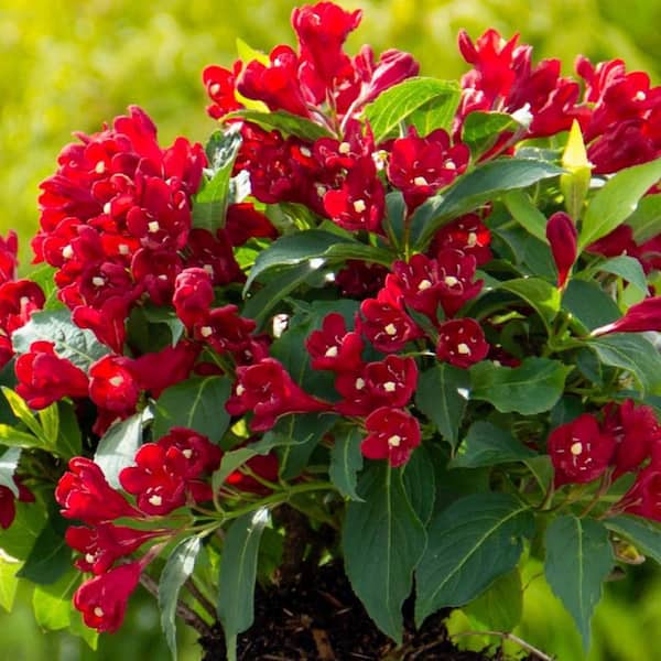 BLOOMIN' EASY Jumbo Pint Maroon Swoon Weigela Live Shrub, Dark Red Flowers