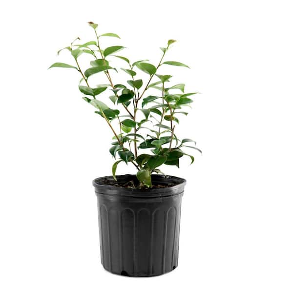 3 gal. Camellia High Fragrance Live Shrub