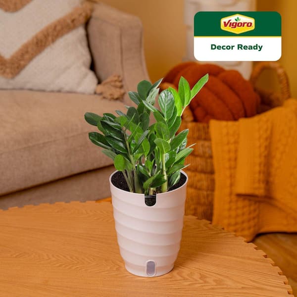 Vigoro Zamioculcas Zamiifolia ZZ Indoor Plant in 6 in. White Decor
