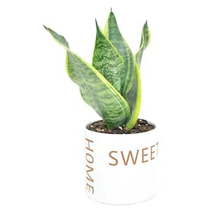 Grower's Choice Sansevieria Indoor Snake Plant in 4 in. Home Sweet Home Ceramic Planter, Avg. Shipping Height 8 in. Tall