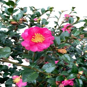 カメリア　ぺージ OnlinePlantCenter 3 gal. Rosea Plena Japanese Camellia Shrub with