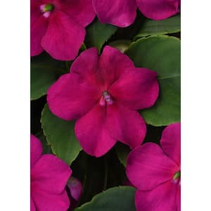 1.38 Pt. Beacon Violet Impatiens Outdoor Annual Plant with Purple Flowers in Grower's Pot (4-Pack)