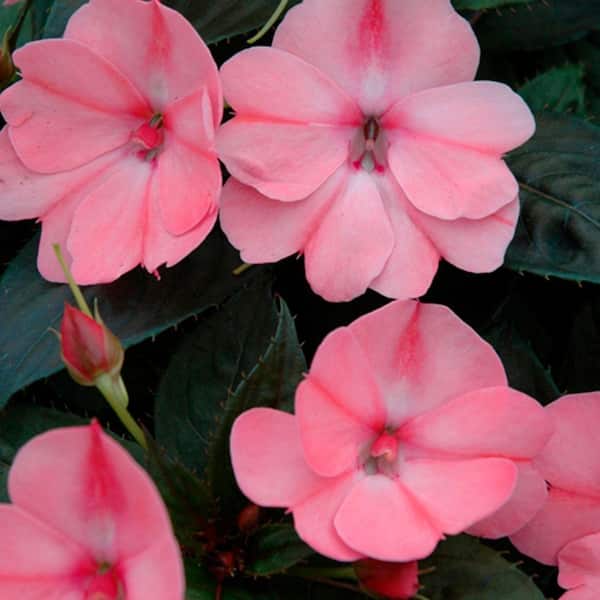SunPatiens 4.25 in. Grande Compact Blush Pink SunPatiens Impatiens Outdoor Annual Plant with Soft Pink Flowers (4-Pack)