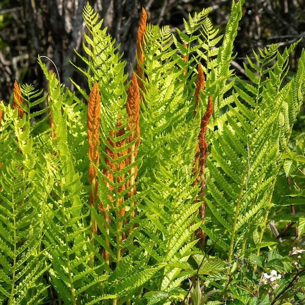 national PLANT NETWORK 2.5 in. Cinnamon Fern Perennial Plant (3-Pack)