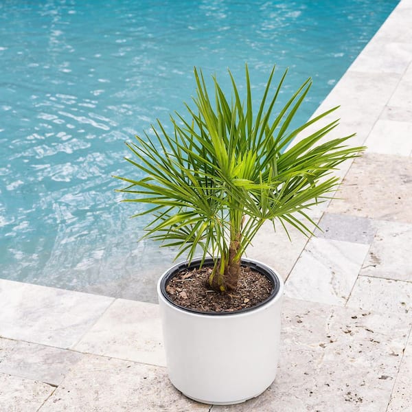 Perfect Plants Windmill Palm Tree in 3 Gal. Grower's Pot HD
