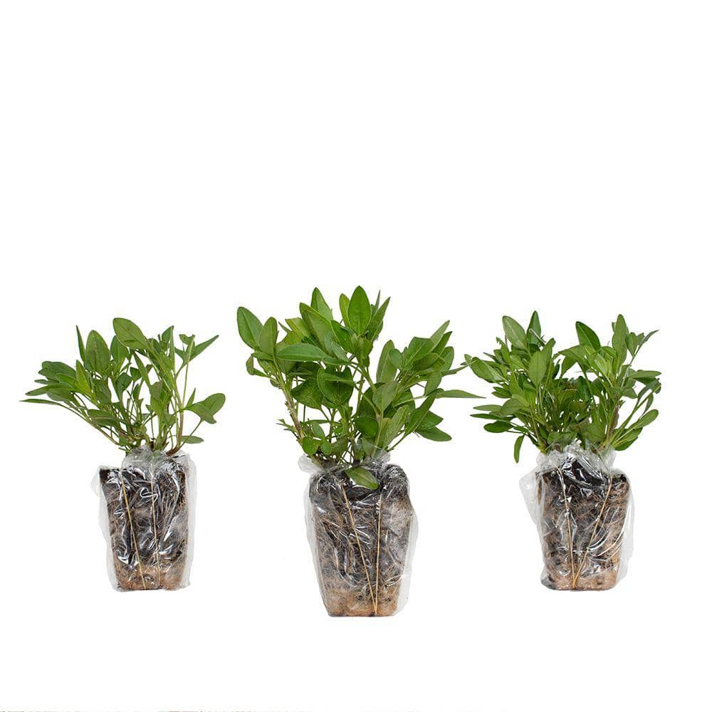 national PLANT NETWORK 3.25 in. Coreopsis Li'l Bang